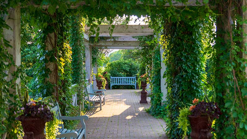 A bench sits under a foliage-covered pergola