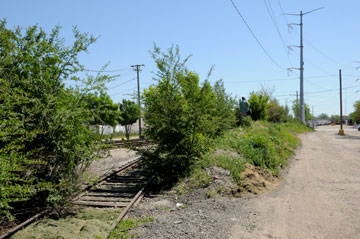 Overgrown trees next to an abandoned railroad