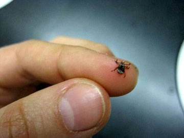 Closeup view of a tick on a fingertip