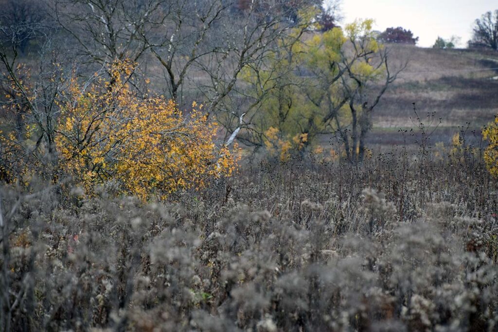 A lone bush shows bright yellow colors amid brown and gray prairie vegetation