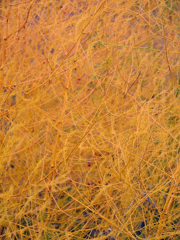 Closeup of a prairie during fall shows vibrant orange hues that look like fire