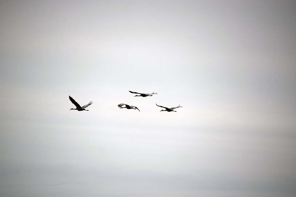 Four Canada geese in flight
