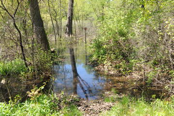 Stormwater flooding a wooded area